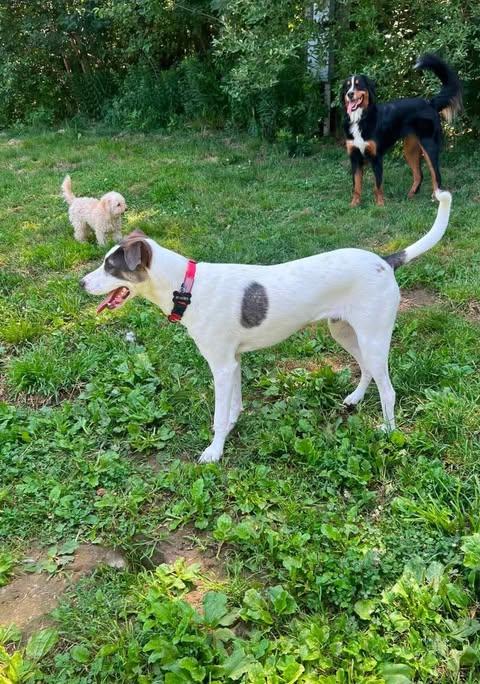 Enlarge Elm, a ADOPTABLE mixed breed in Woolwich, ME image 5/5