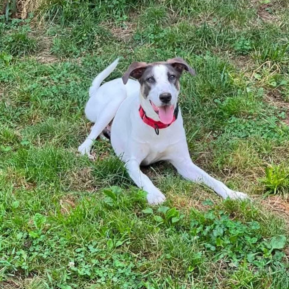 Enlarge Elm, a ADOPTABLE mixed breed in Woolwich, ME image 3/5