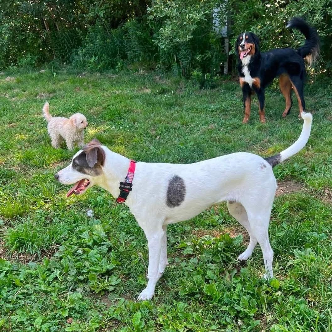 Enlarge Elm, a ADOPTABLE mixed breed in Woolwich, ME image 2/5