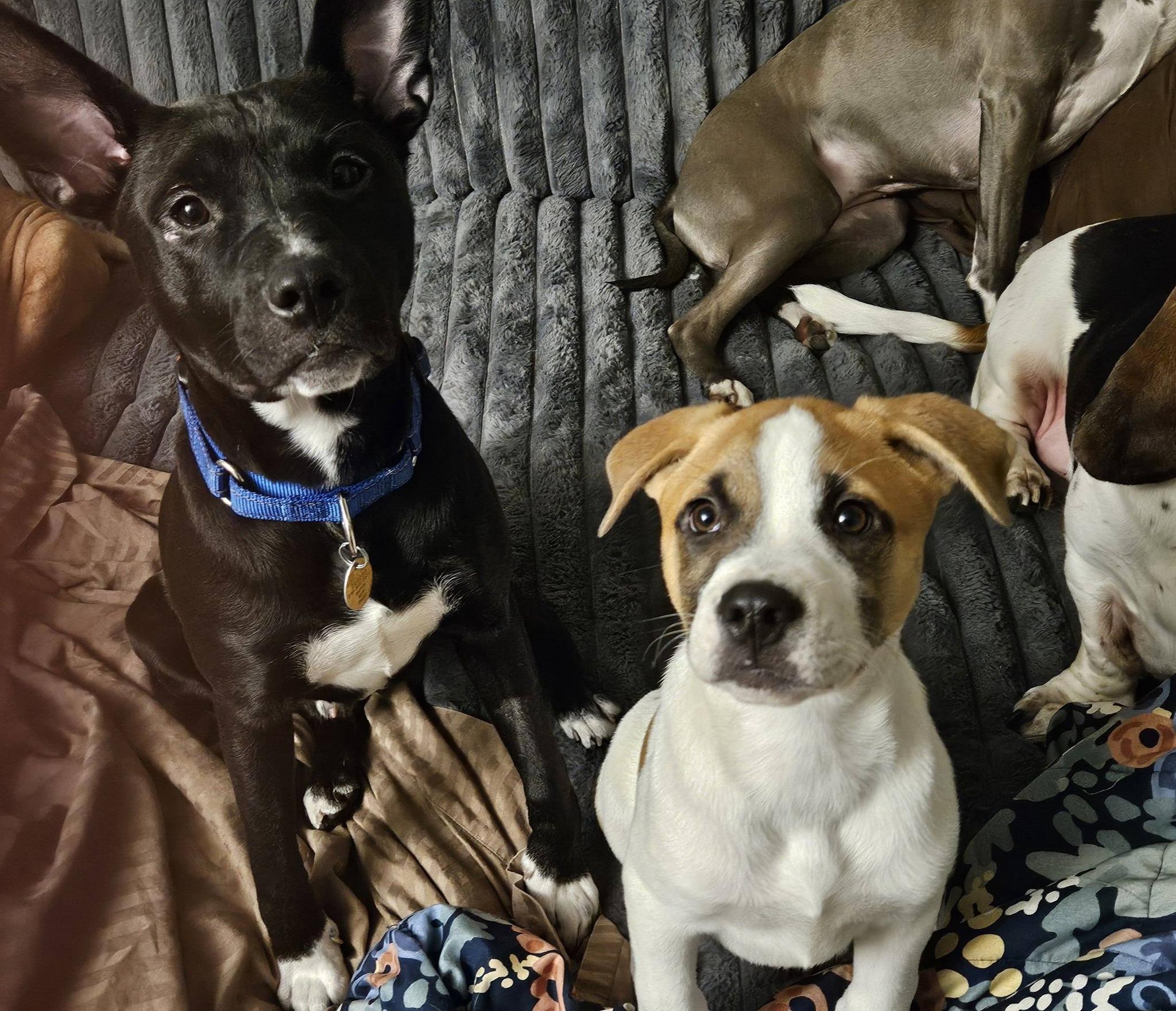 Theo, a ADOPTABLE Pit Bull Terrier in Crown Point, IN image 2/6