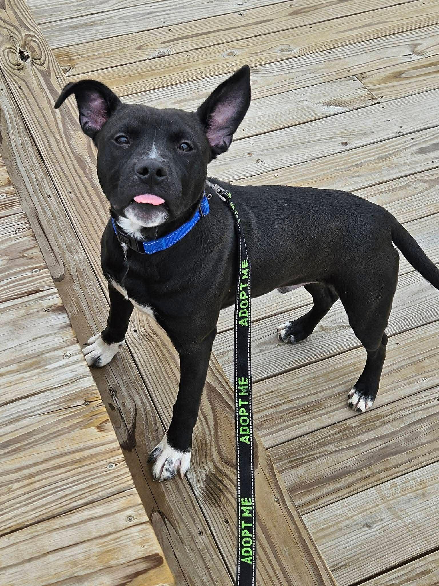 Theo, a ADOPTABLE Pit Bull Terrier in Crown Point, IN image 4/6