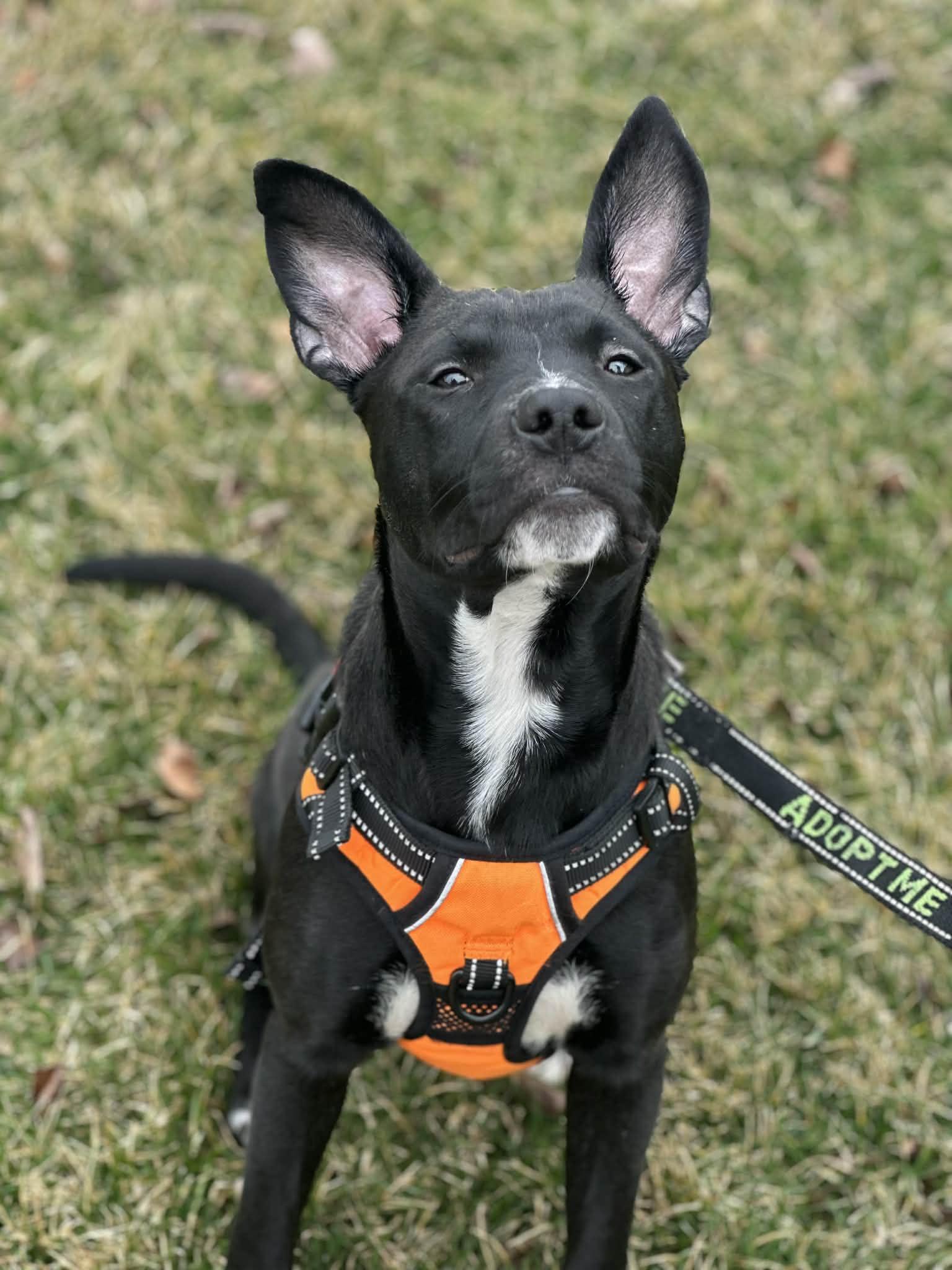 Theo, a ADOPTABLE Pit Bull Terrier in Crown Point, IN image 3/6
