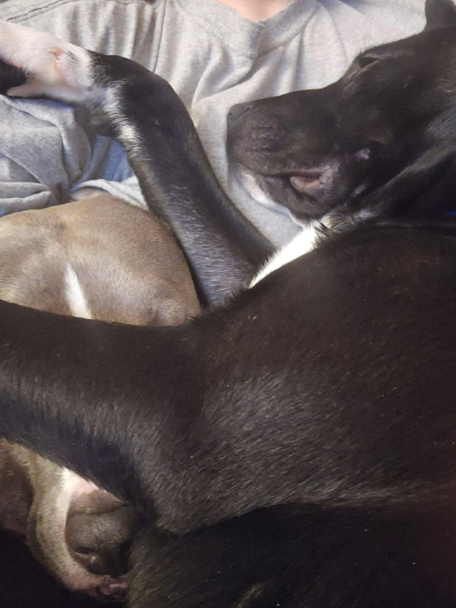 Theo, a ADOPTABLE Pit Bull Terrier in Crown Point, IN image 5/6