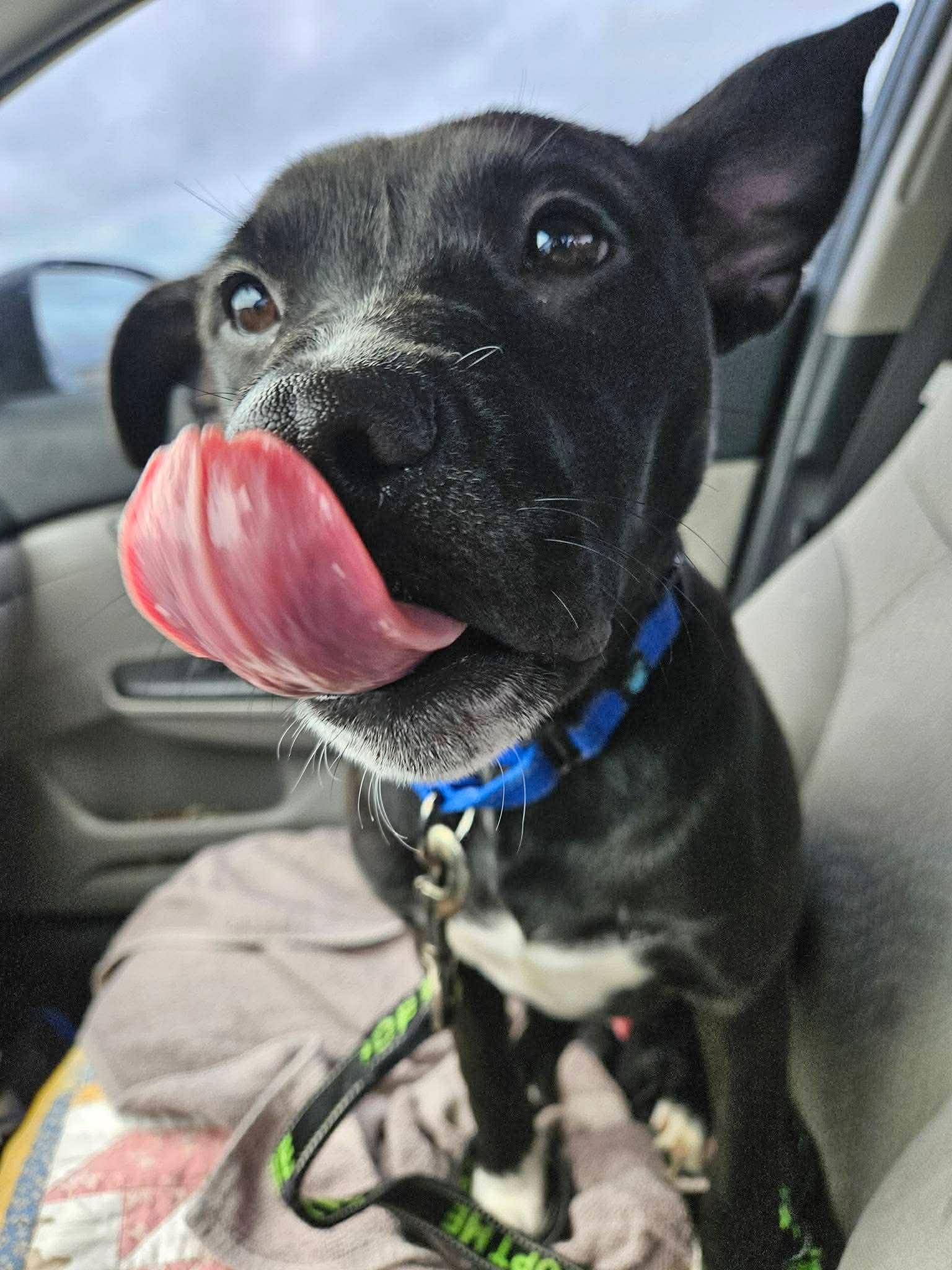 Theo, a ADOPTABLE Pit Bull Terrier in Crown Point, IN image 6/6