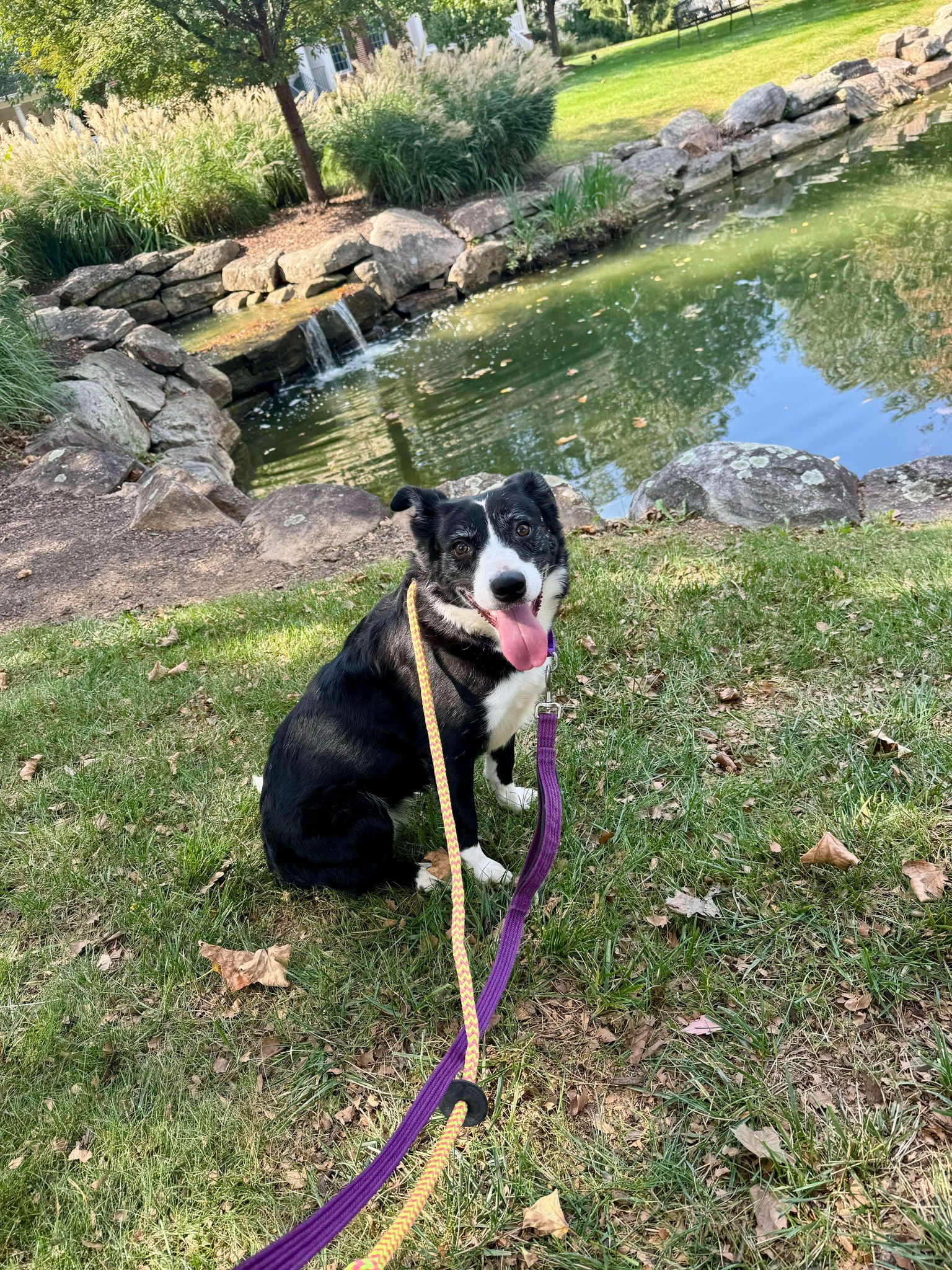 Dog for adoption Missy, a Border Collie in Chester Springs, PA Petfinder