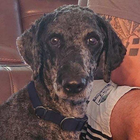 Grover, Adoptable, Adult Male Standard Poodle & Poodle.