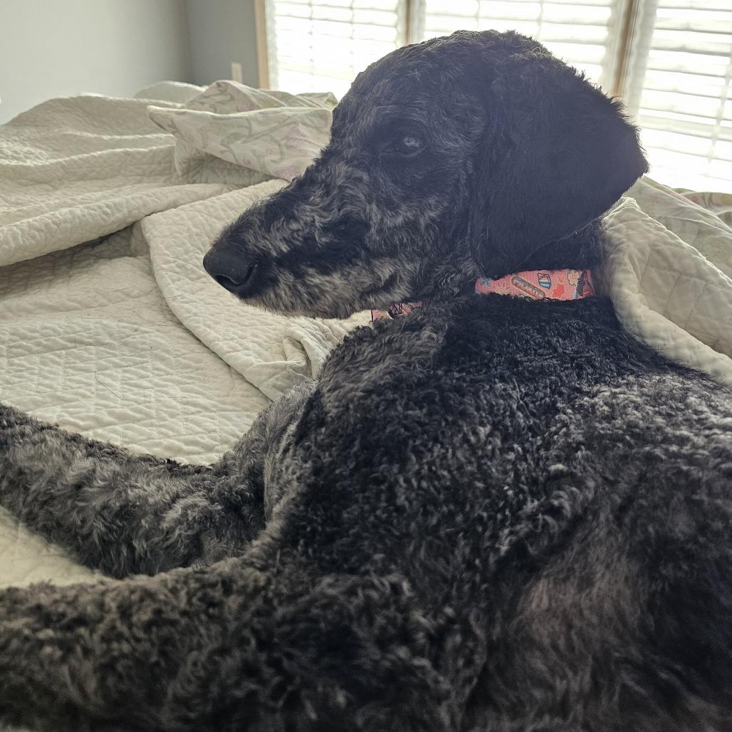 Grover, a Adoptable mixed breed in Raleigh, NC image 3/5
