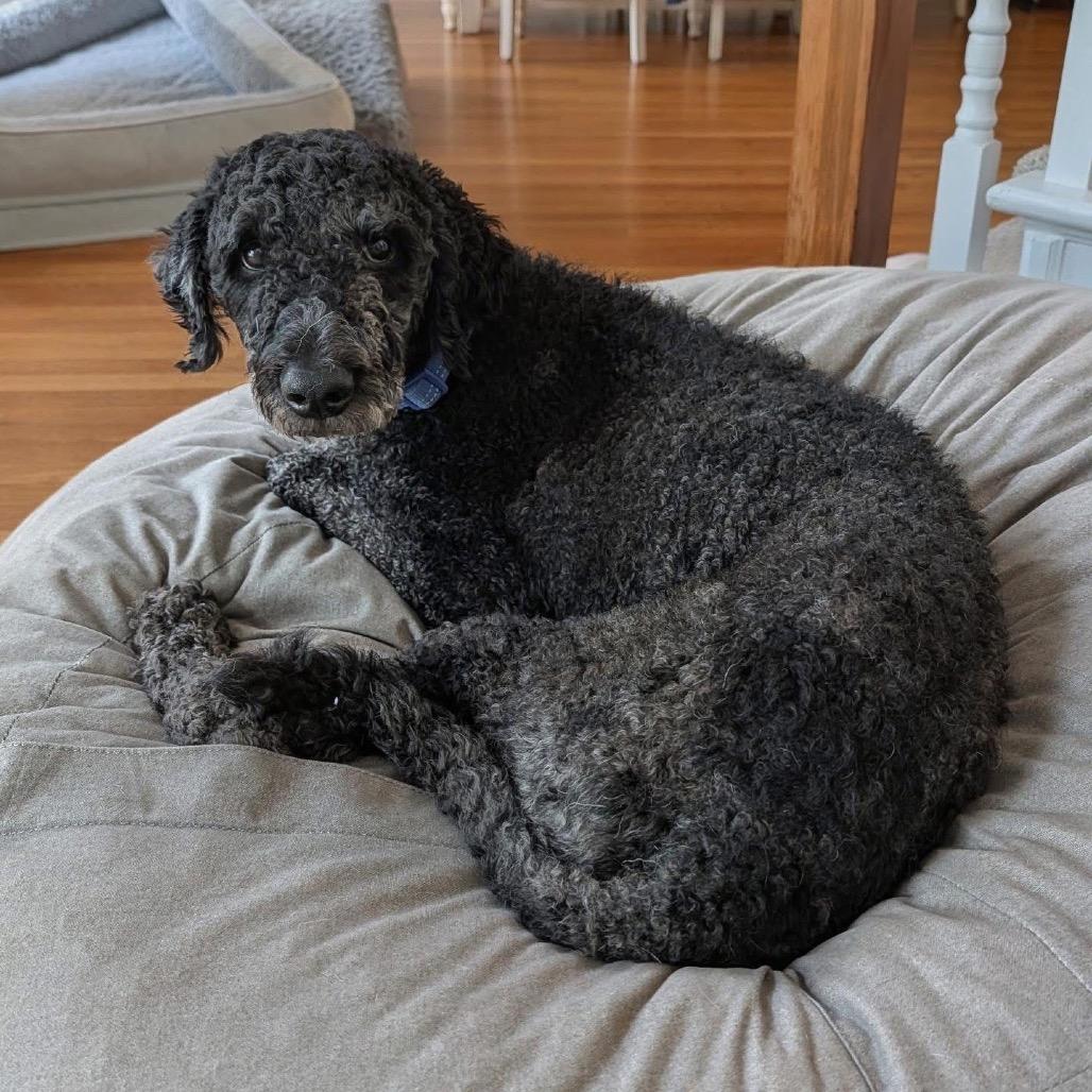 Grover, a Adoptable mixed breed in Raleigh, NC image 5/5
