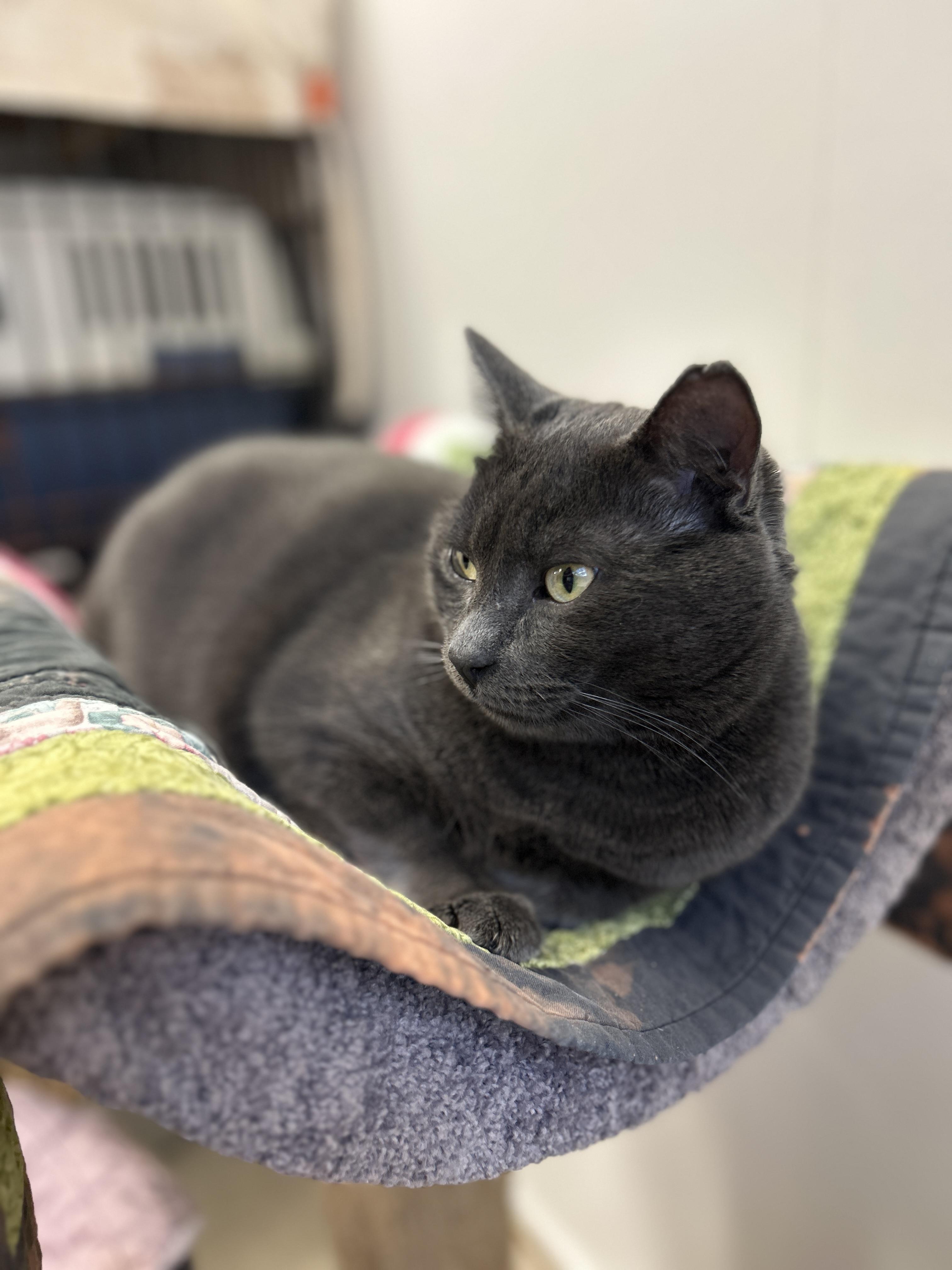 Zeebo, an adoptable Domestic Short Hair in Maple Ridge, BC, V2W 1A4 | Photo Image 1
