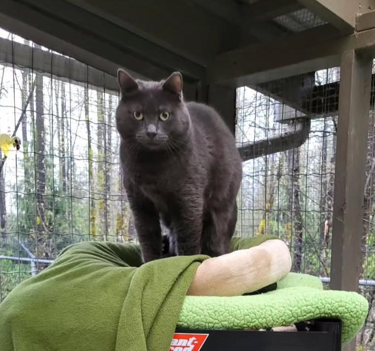 Zeebo, an adoptable Domestic Short Hair in Maple Ridge, BC, V2W 1A4 | Photo Image 5