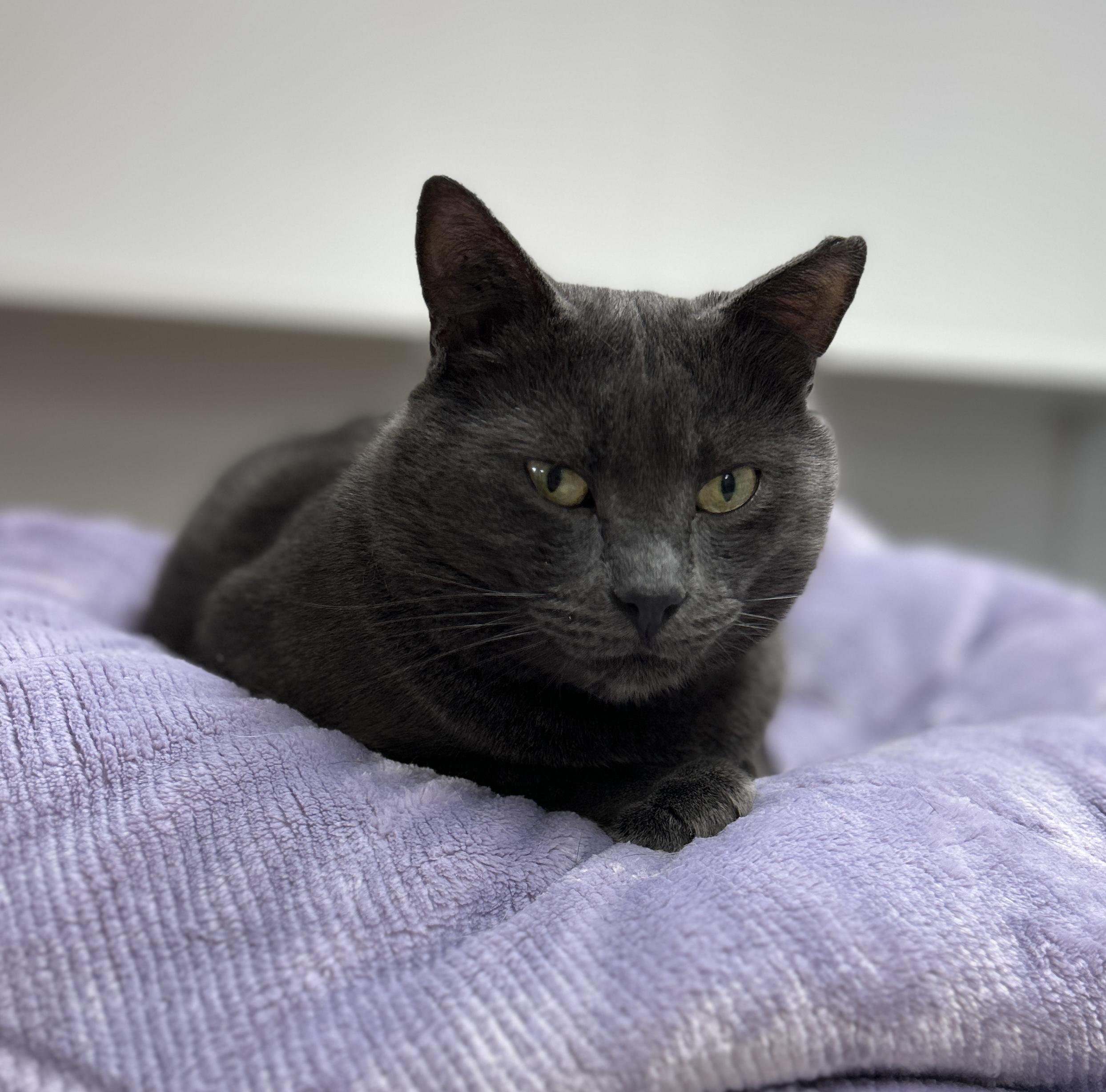 Zeebo, an adoptable Domestic Short Hair in Maple Ridge, BC, V2W 1A4 | Photo Image 2