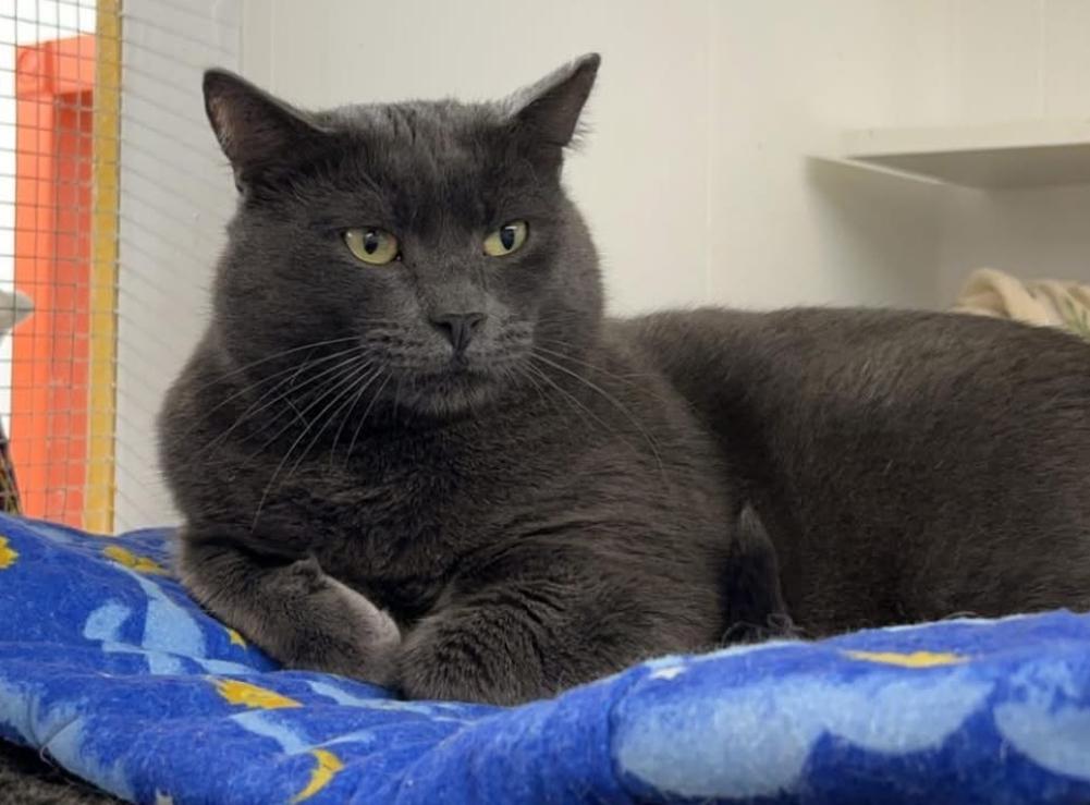Zeebo, an adoptable Domestic Short Hair in Maple Ridge, BC, V2W 1A4 | Photo Image 6