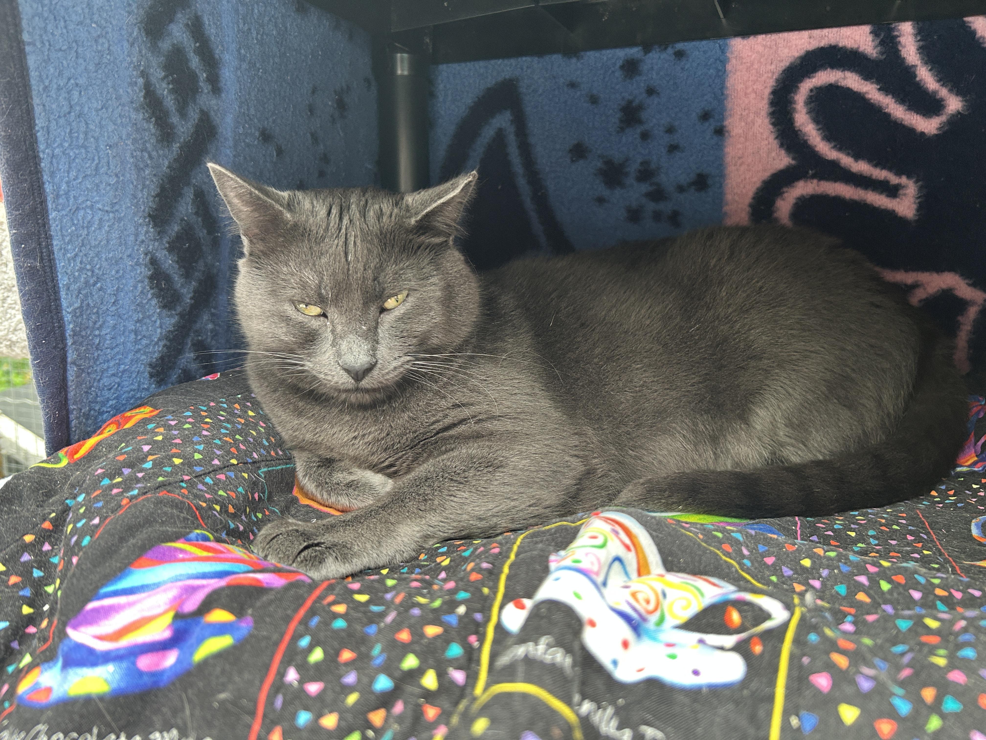 Zeebo, an adoptable Domestic Short Hair in Maple Ridge, BC, V2W 1A4 | Photo Image 4