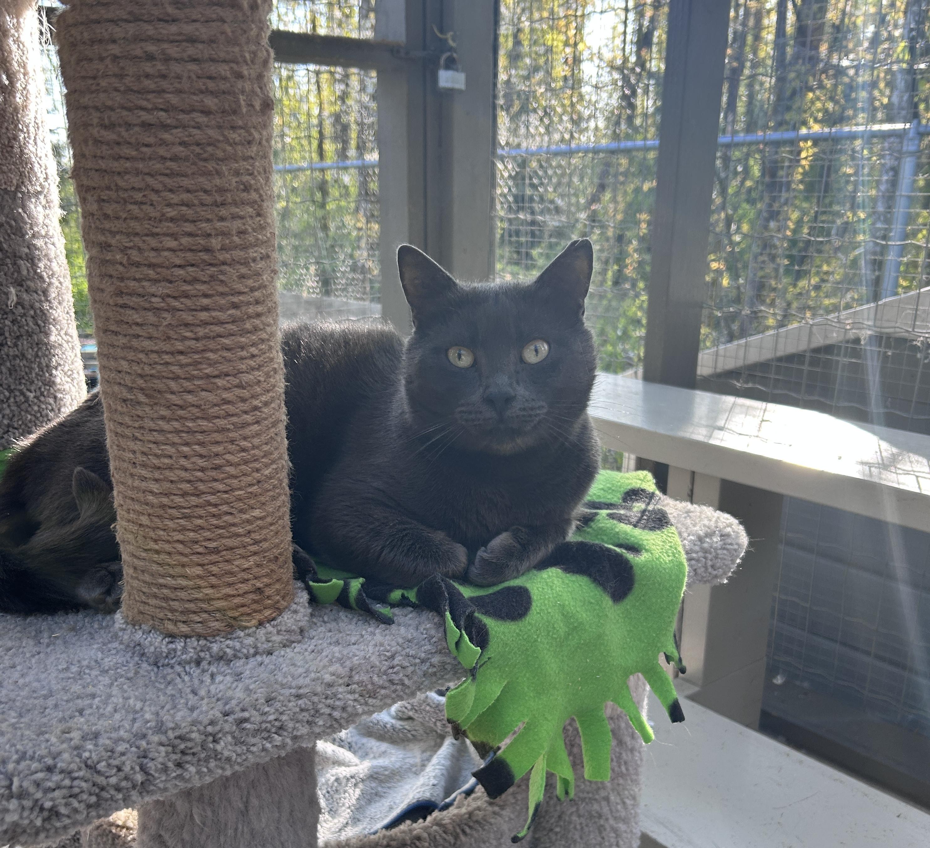 Zeebo, an adoptable Domestic Short Hair in Maple Ridge, BC, V2W 1A4 | Photo Image 3
