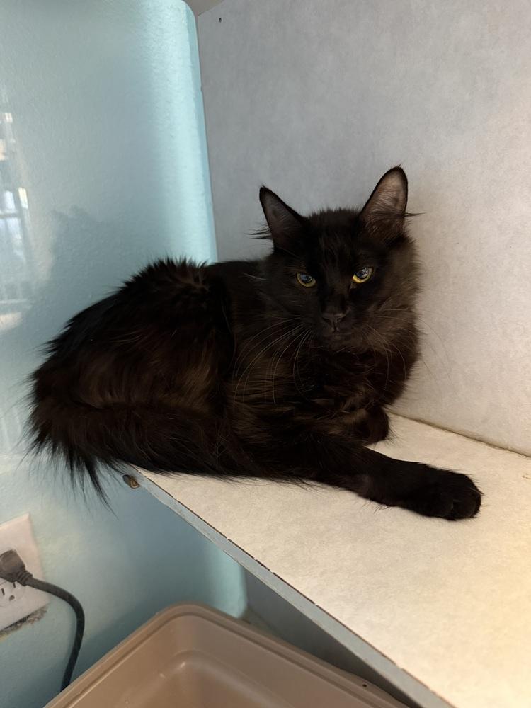Enlarge Nyx, a Adoptable Domestic Long Hair in Albuquerque, NM image 1/1