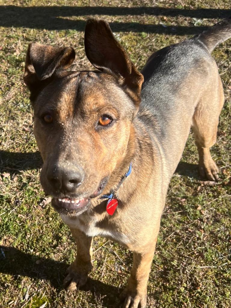Scooby Doo, Adoptable, Young Male German Shepherd Dog & Mixed Breed.