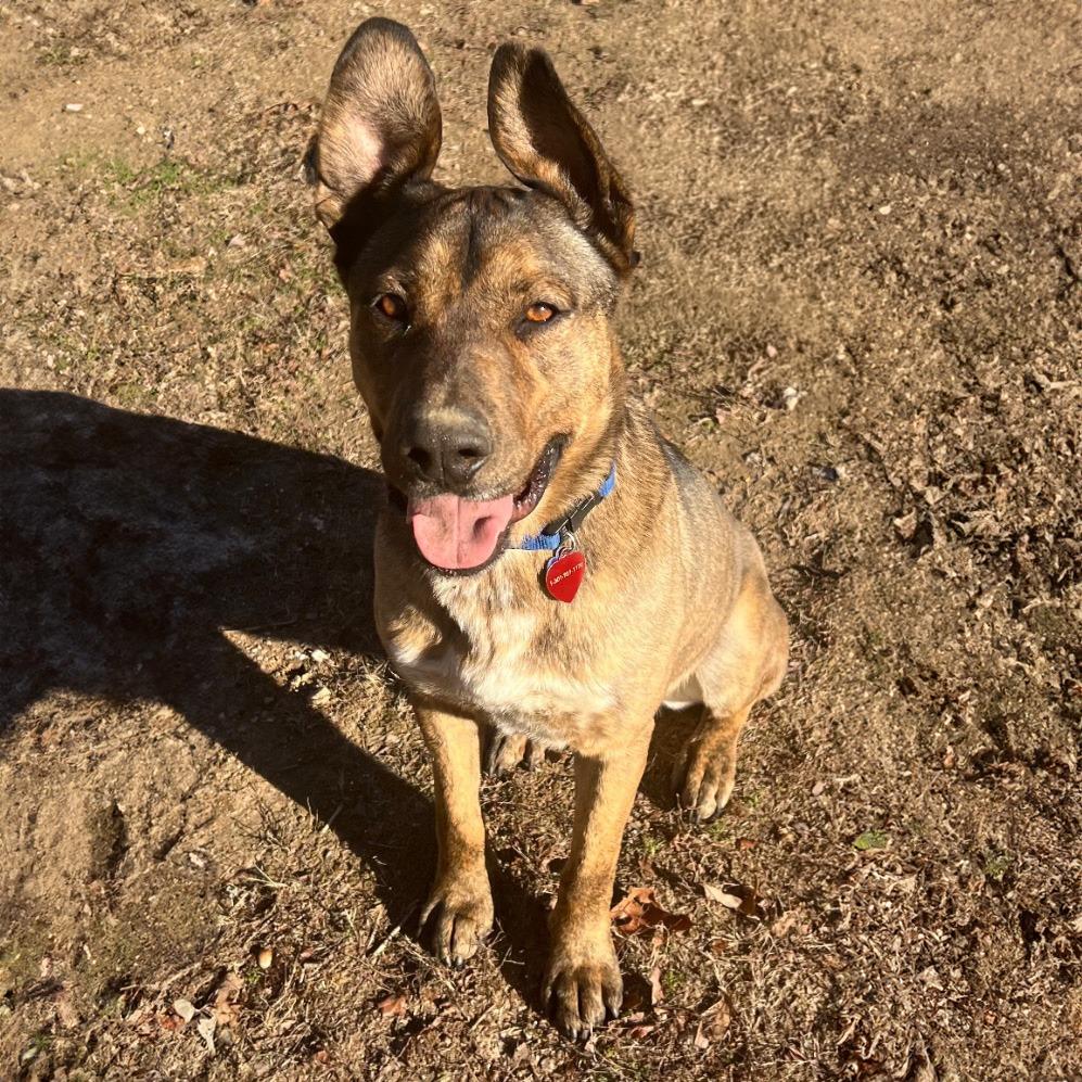 Scooby Doo, a Adoptable mixed breed in Little Rock, AR image 2/2
