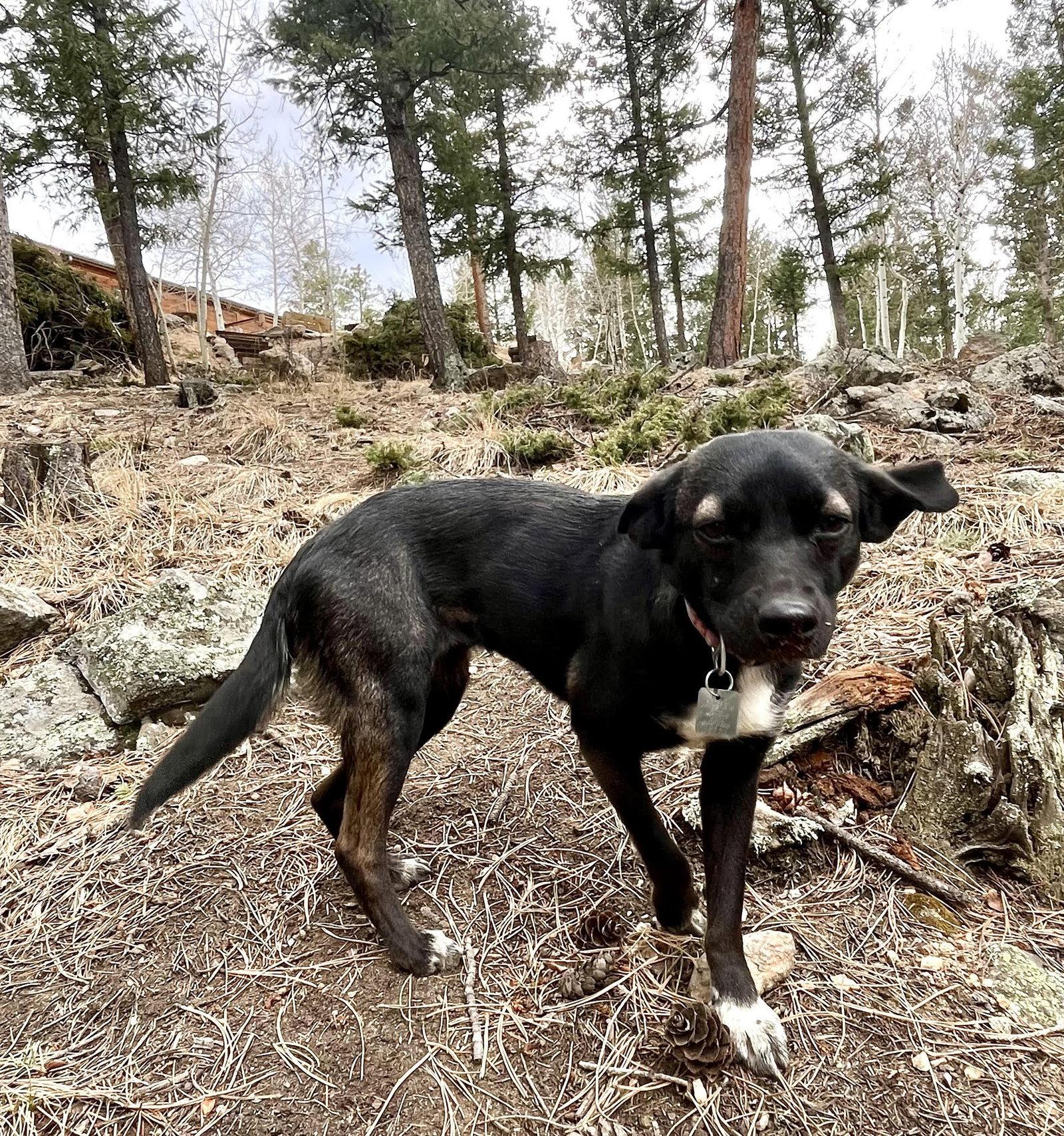 Enlarge Faye, a Adoptable Terrier in Evergreen, CO image 1/3