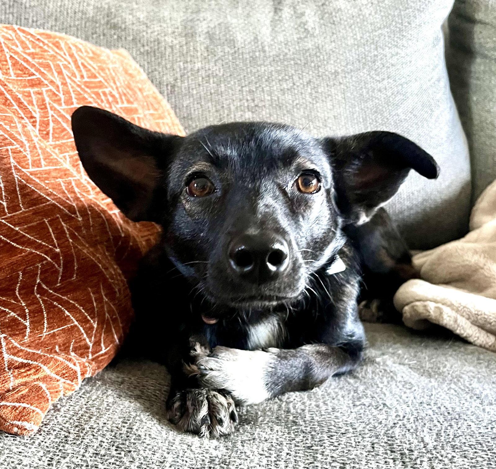 Enlarge Faye, a Adoptable Terrier in Evergreen, CO image 2/3