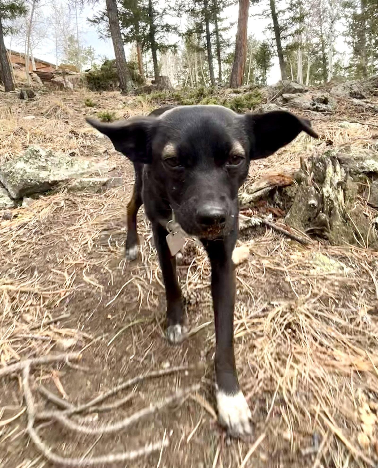 Enlarge Faye, a Adoptable Terrier in Evergreen, CO image 3/3