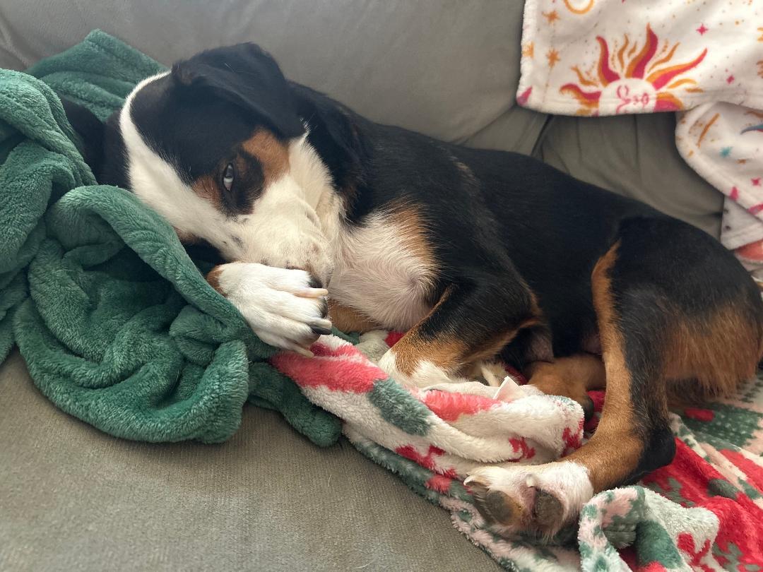 Enlarge Honey, a ADOPTABLE mixed breed in Irving, TX image 1/3