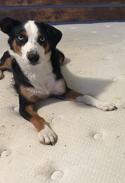 Enlarge Honey, a ADOPTABLE mixed breed in Irving, TX image 3/3