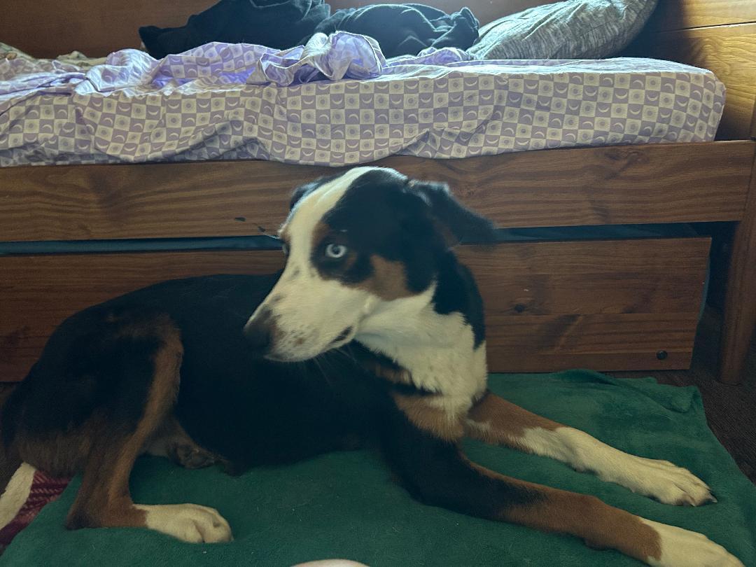 Enlarge Honey, a ADOPTABLE mixed breed in Irving, TX image 2/3