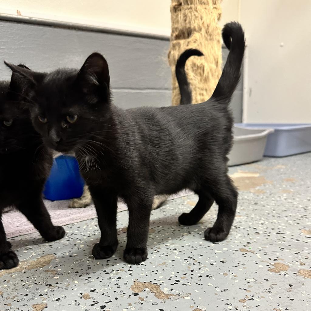 Mookie (Gil), Adoptable, Adult Male Domestic Short Hair.