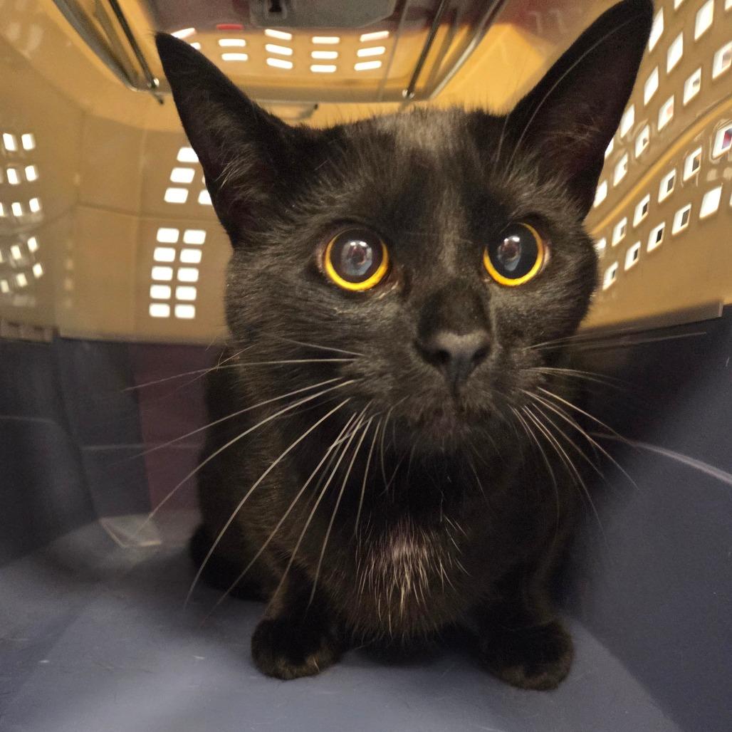 Mookie (Gil), a Adoptable Domestic Short Hair in Watertown, NY image 2/4