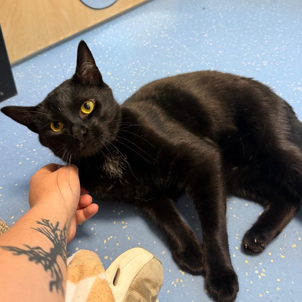 Mookie (Gil), a Adoptable Domestic Short Hair in Watertown, NY image 3/4
