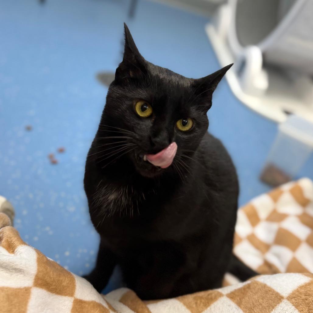Mookie (Gil), a Adoptable Domestic Short Hair in Watertown, NY image 4/4