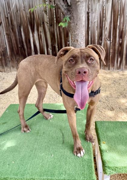 Enlarge Priya, a Adoptable mixed breed in Washington, DC image 1/3