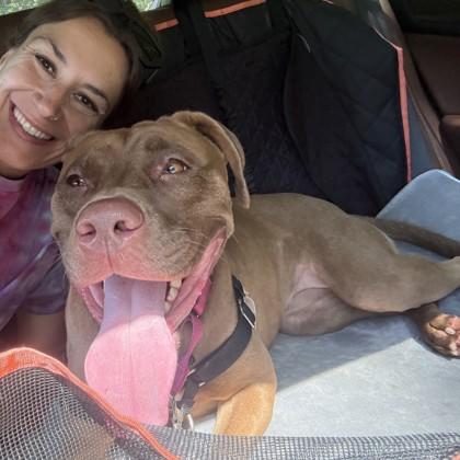 Enlarge Priya, a Adoptable mixed breed in Washington, DC image 2/3
