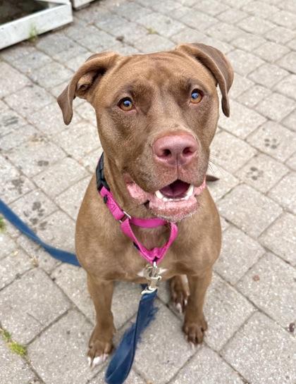 Enlarge Priya, a Adoptable mixed breed in Washington, DC image 3/3