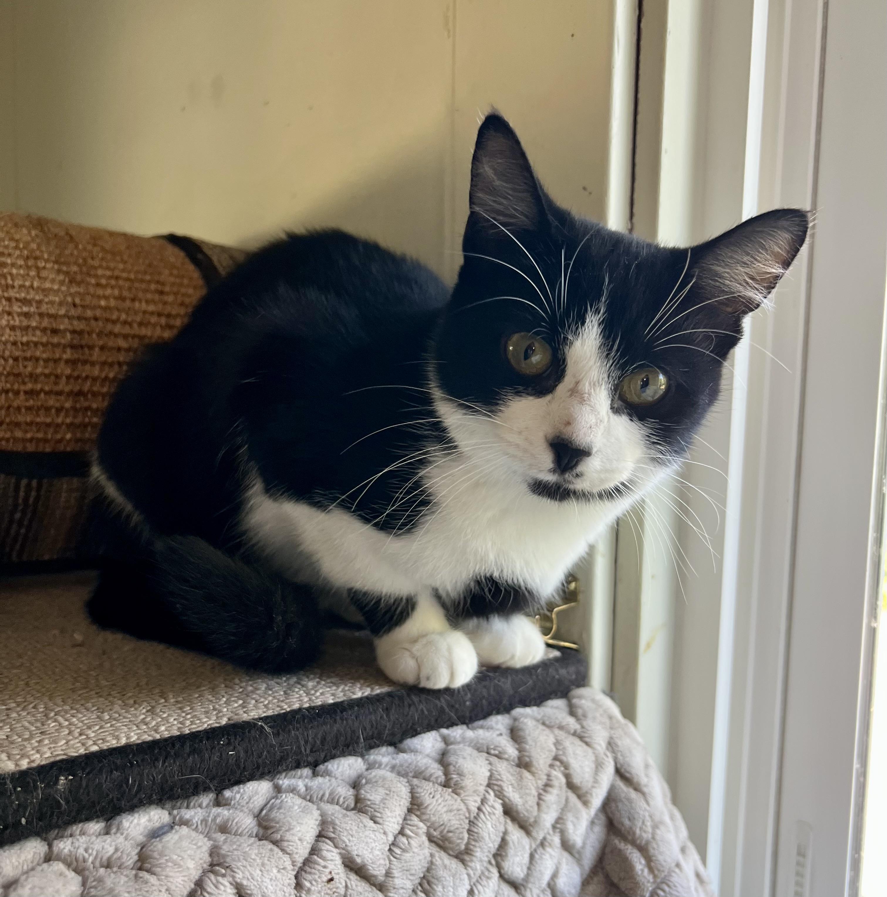 Enlarge Bernice, a Adopted Domestic Short Hair in Lombard, IL image 1/4