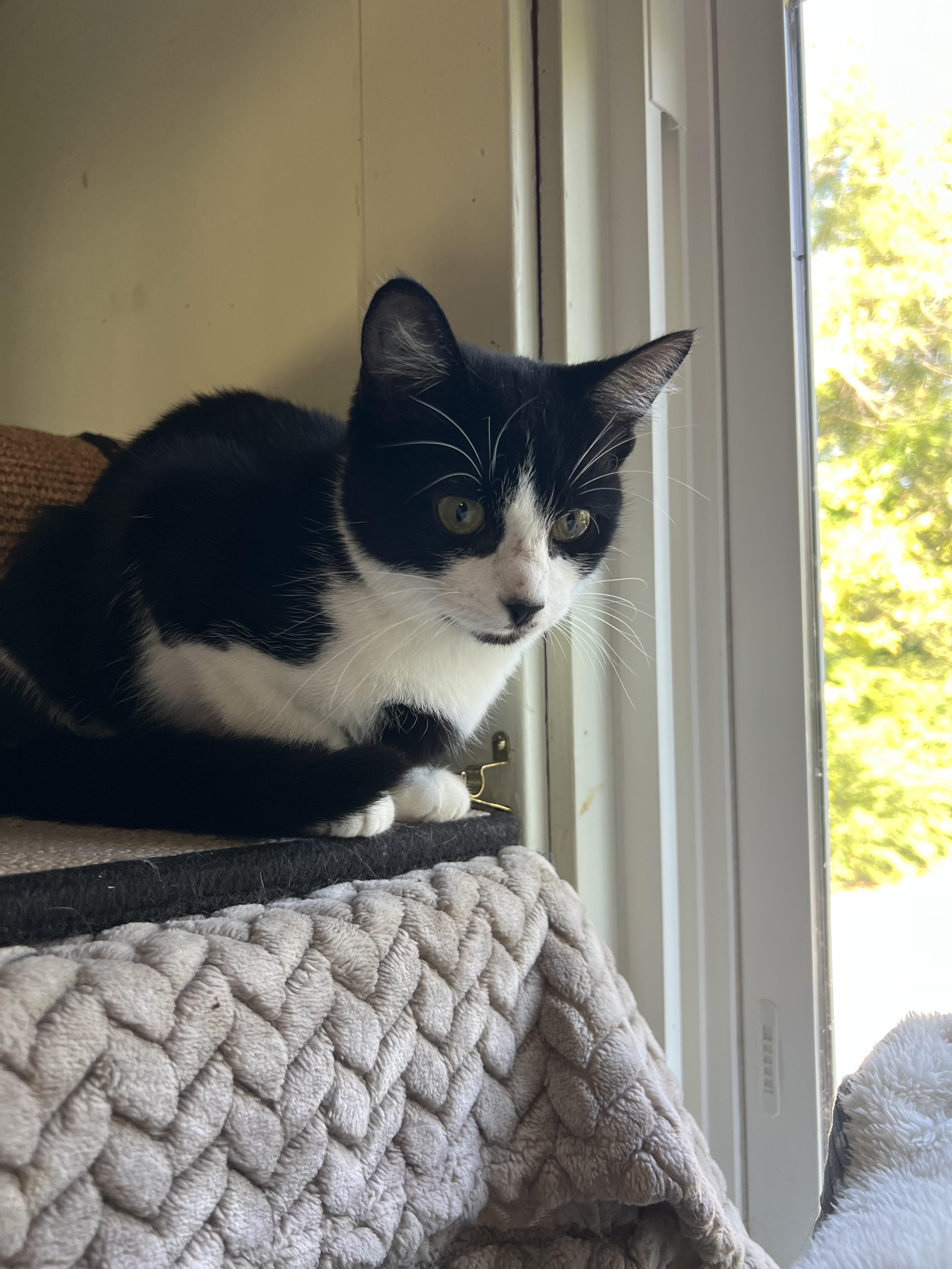 Enlarge Bernice, a Adopted Domestic Short Hair in Lombard, IL image 3/4