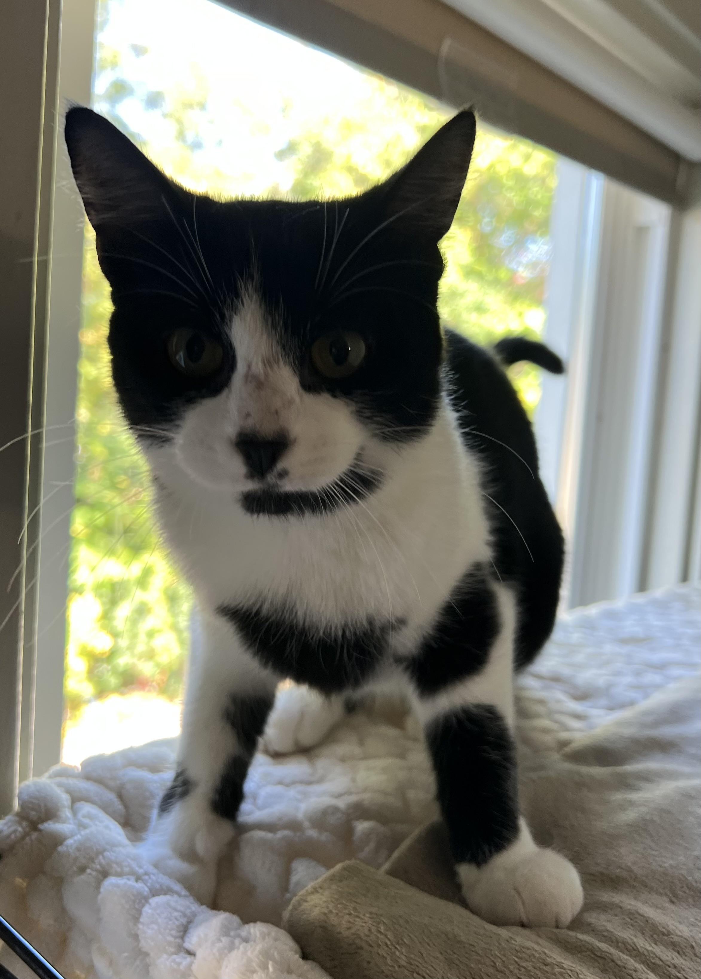 Enlarge Bernice, a Adopted Domestic Short Hair in Lombard, IL image 4/4