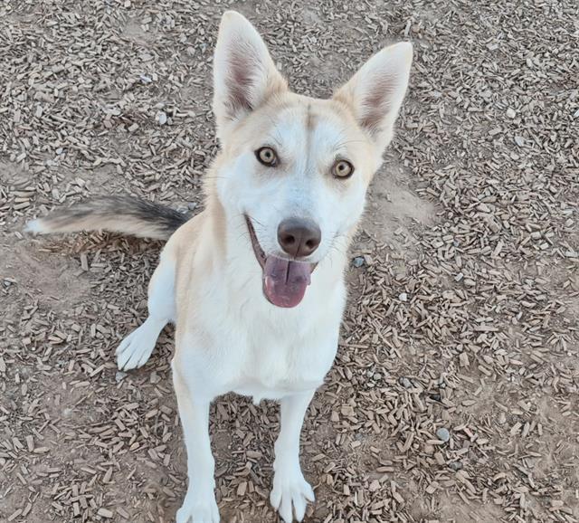 PEARL, Adoptable, Young Female Husky & Mixed Breed.
