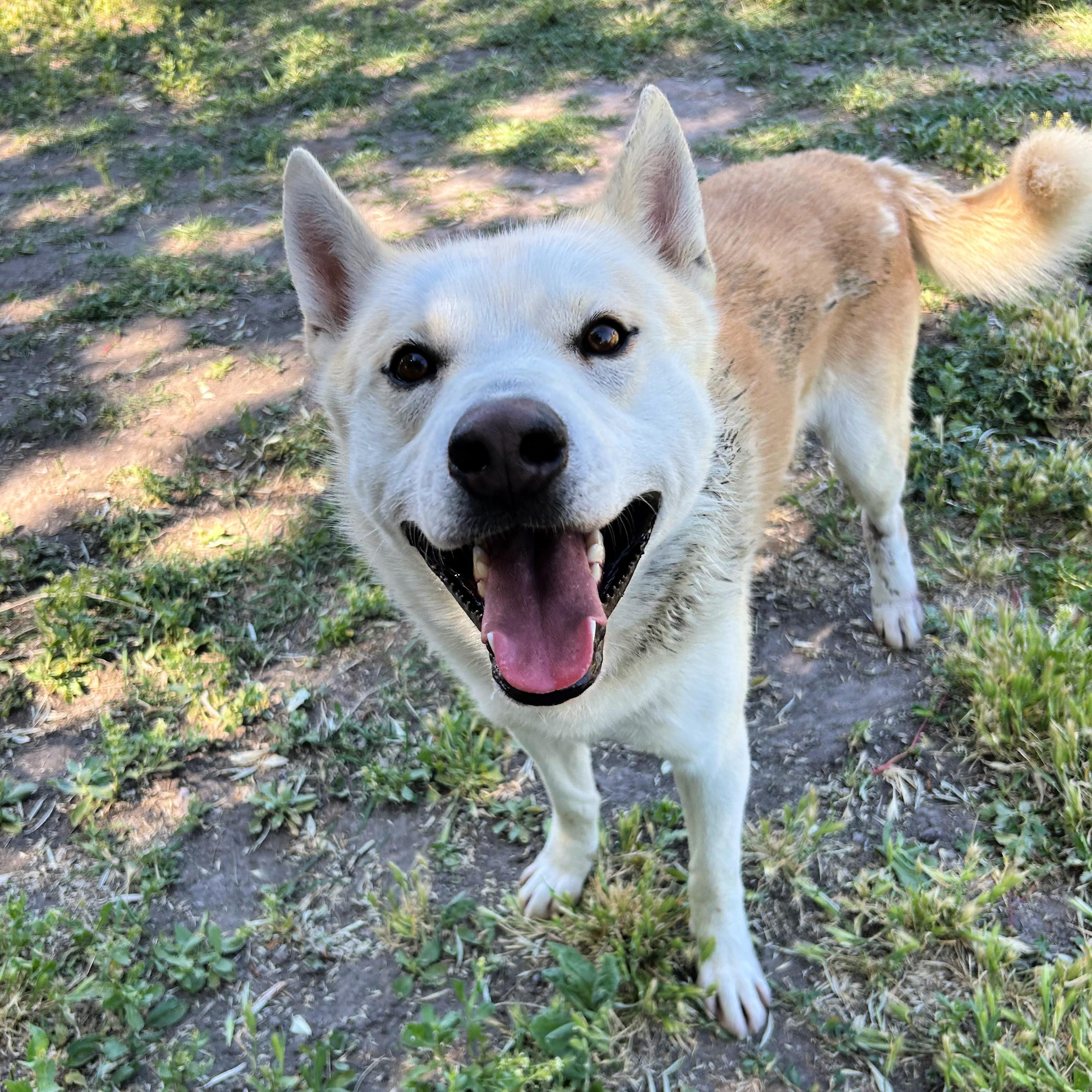 Golden, a ADOPTABLE mixed breed in Lindon, UT image 3/6