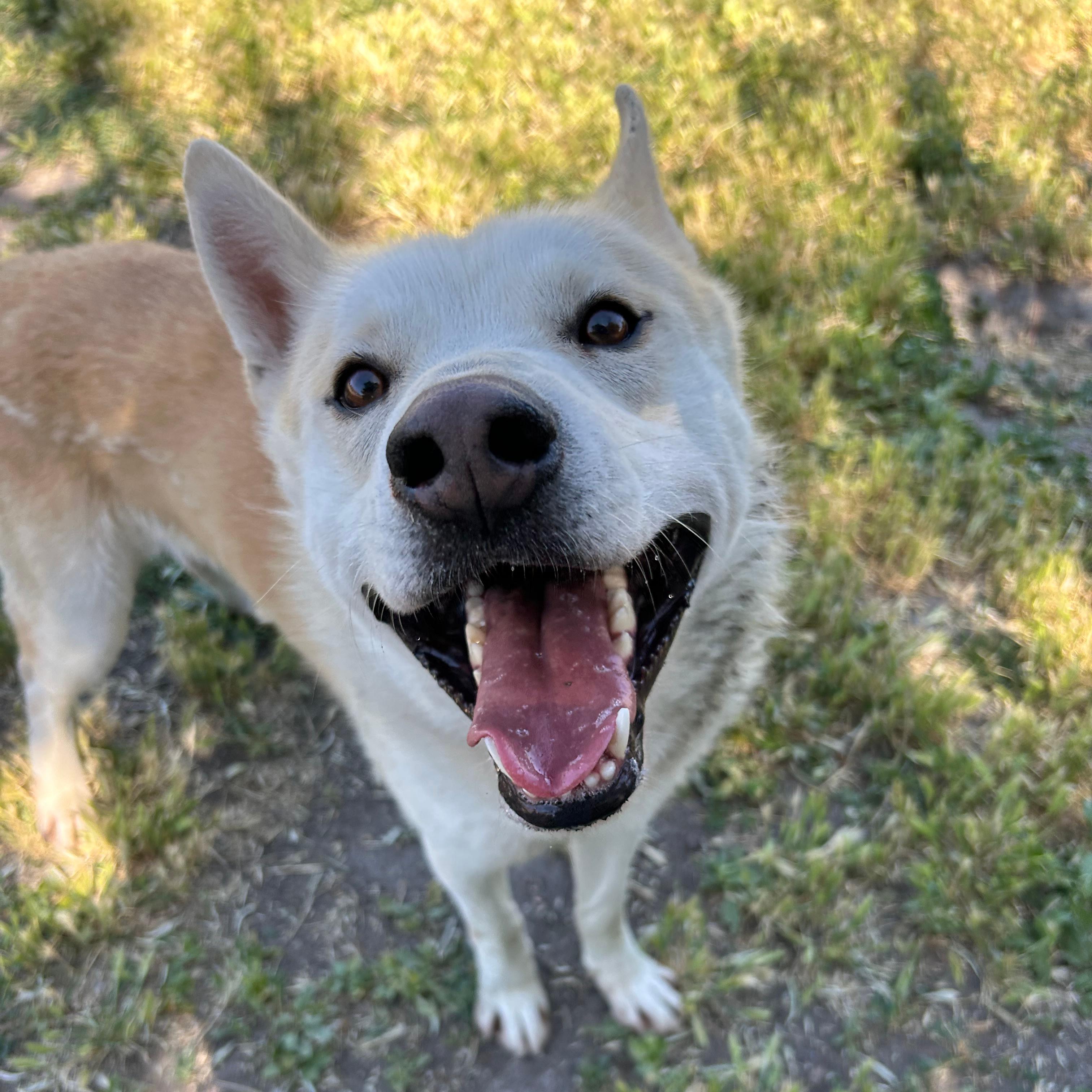 Golden, a ADOPTABLE mixed breed in Lindon, UT image 4/6