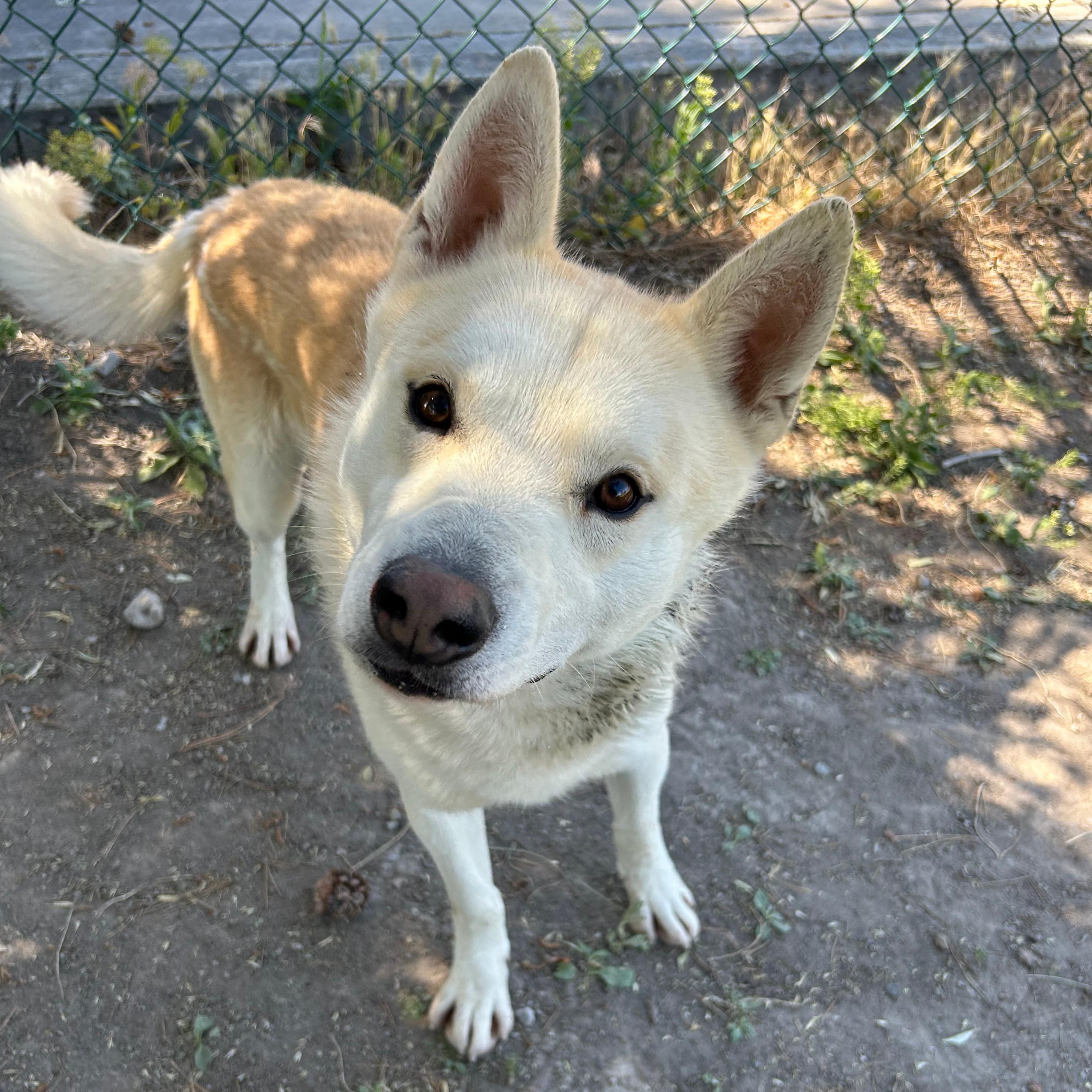 Golden, a ADOPTABLE mixed breed in Lindon, UT image 6/6