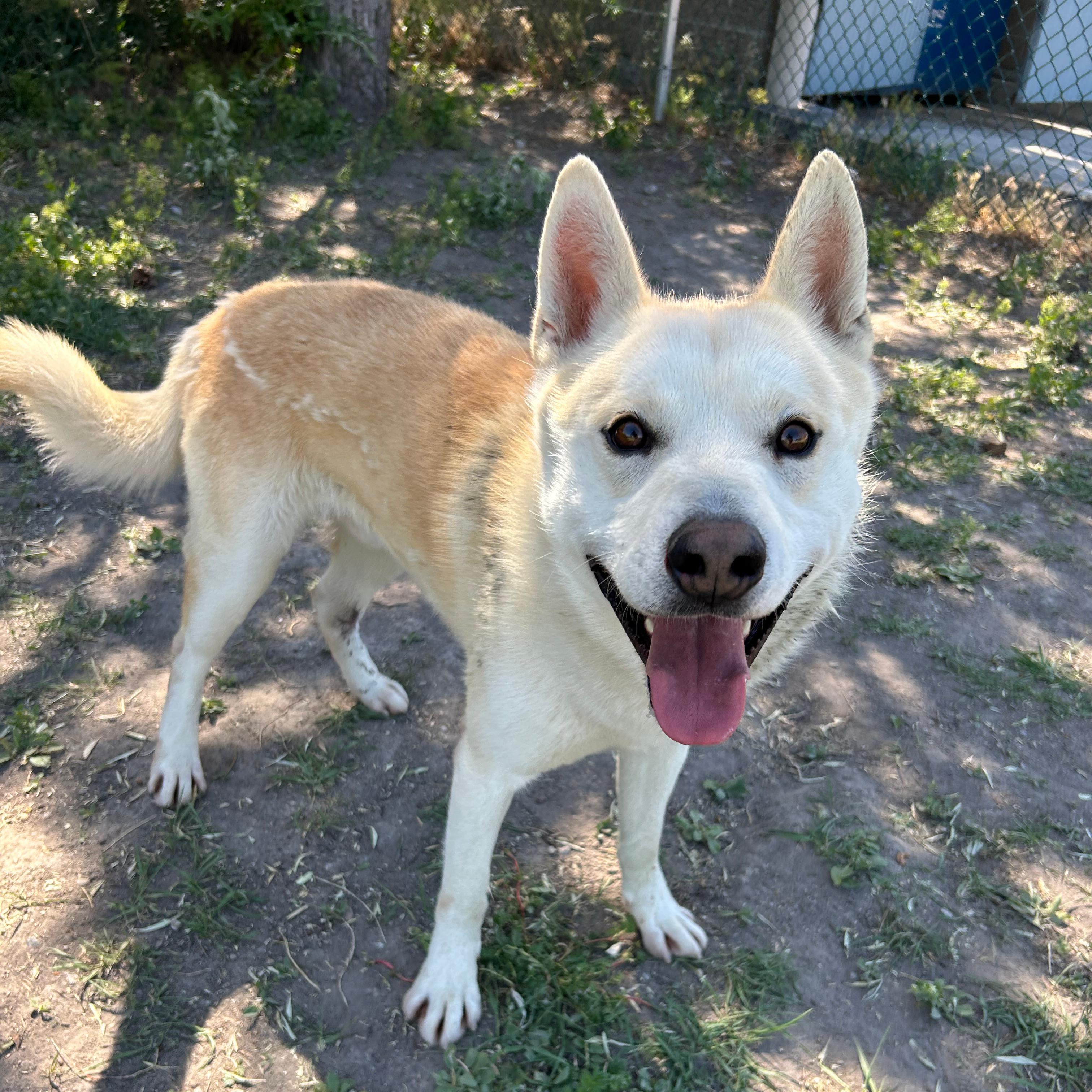 Golden, a ADOPTABLE mixed breed in Lindon, UT image 1/6