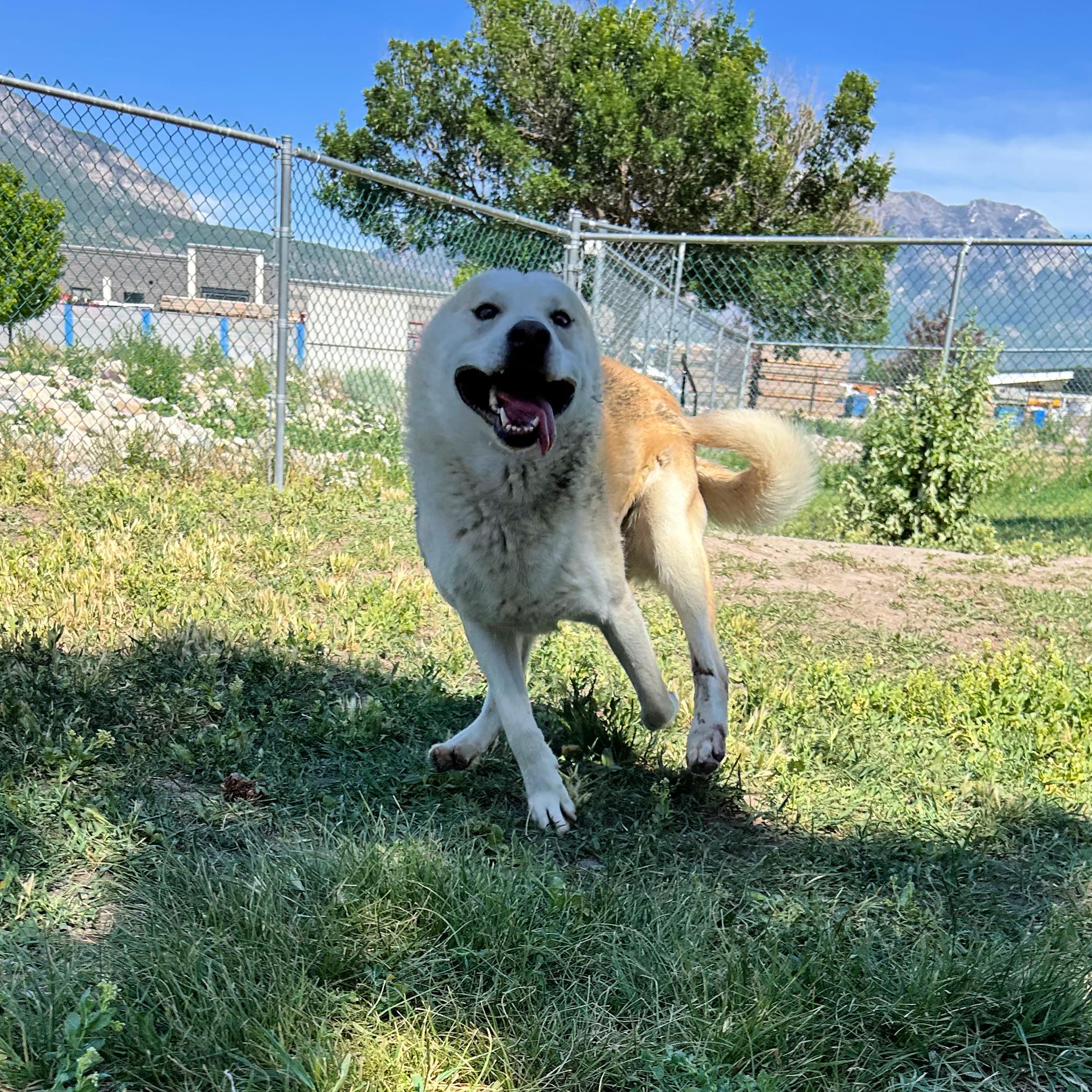 Golden, a ADOPTABLE mixed breed in Lindon, UT image 2/6