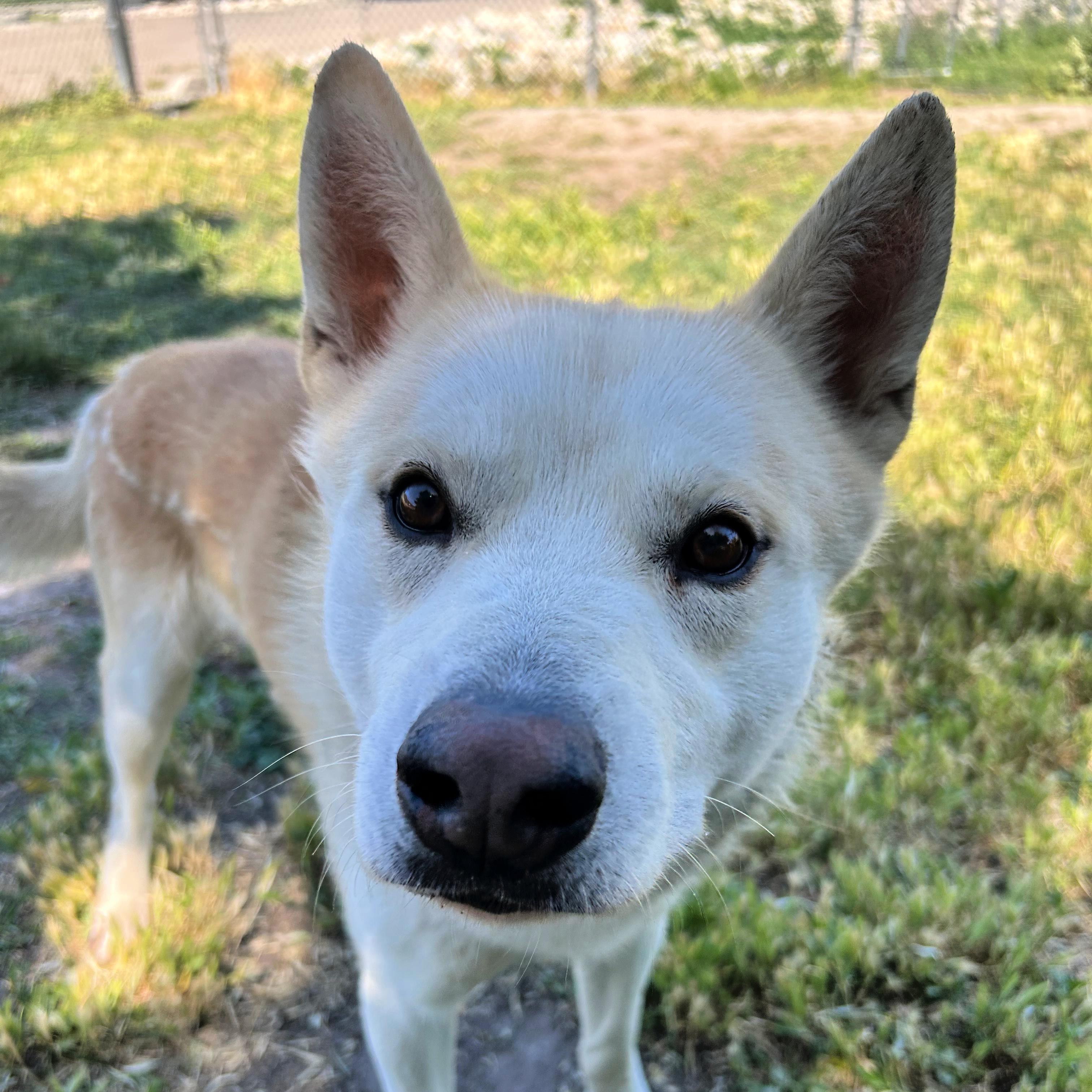 Golden, a ADOPTABLE mixed breed in Lindon, UT image 5/6