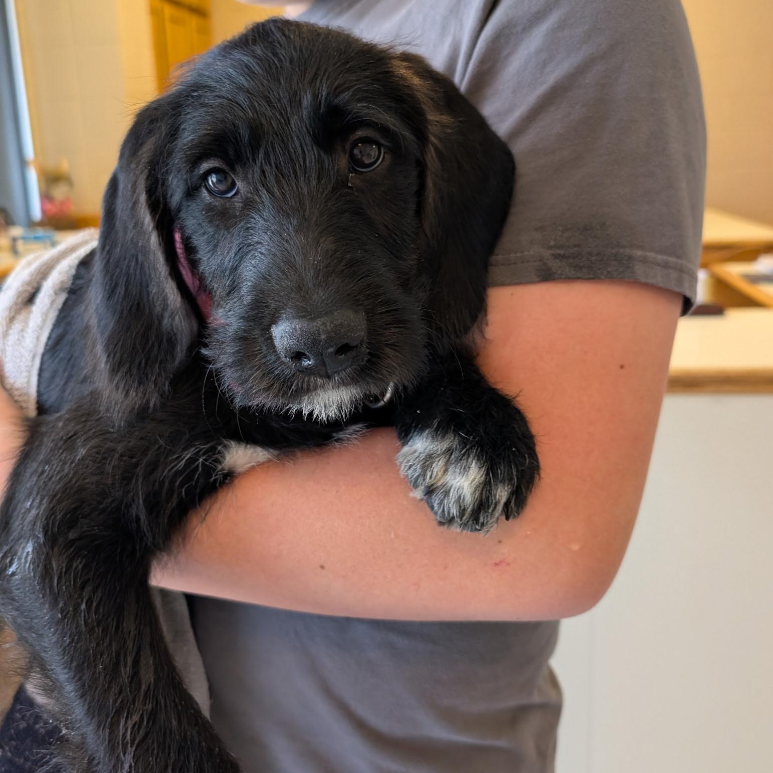 Sweetie, Baby Female Labradoodle