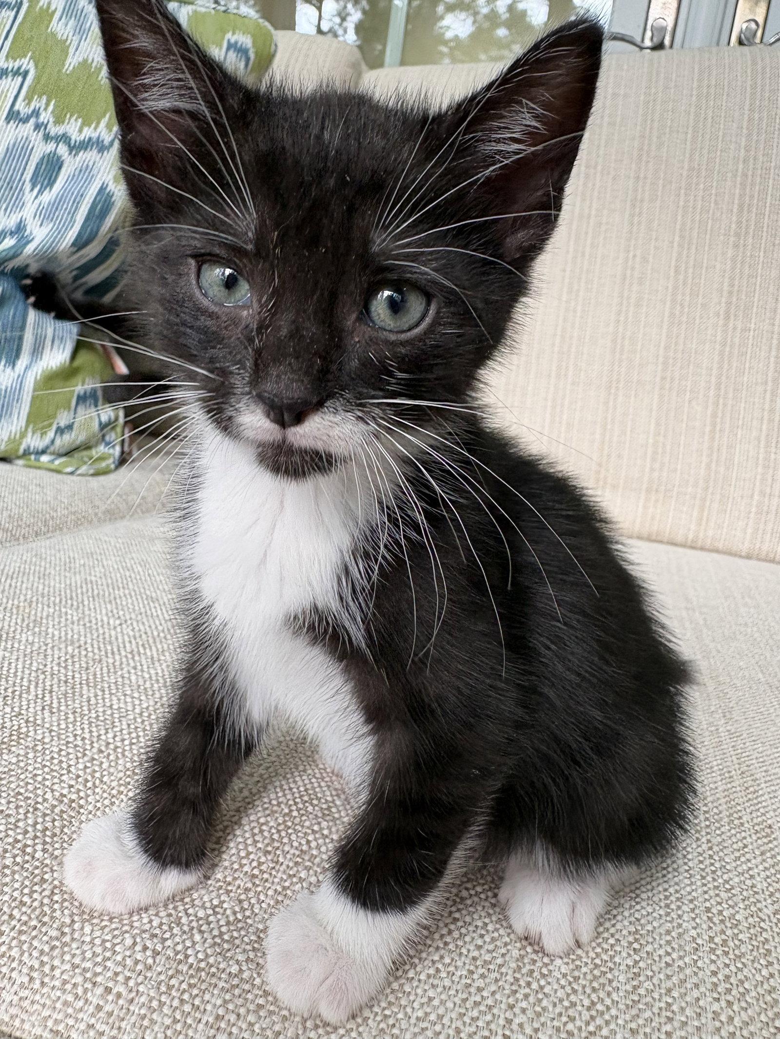 Enlarge Sesqui, a Adopted Domestic Short Hair in Camden, SC image 1/2