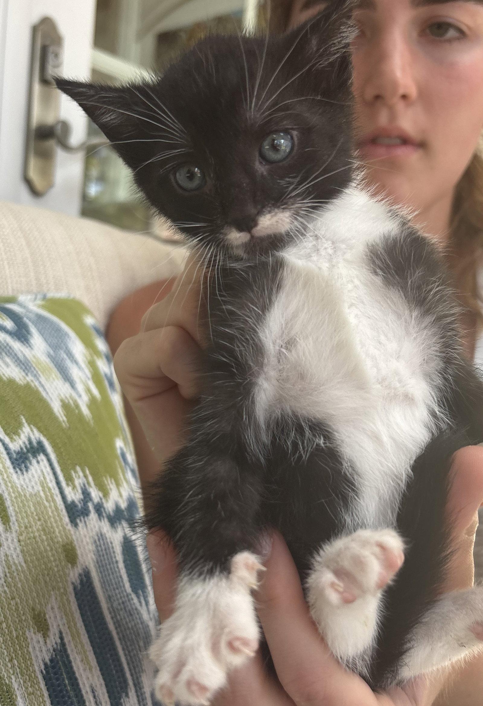 Enlarge Sesqui, a Adopted Domestic Short Hair in Camden, SC image 2/2
