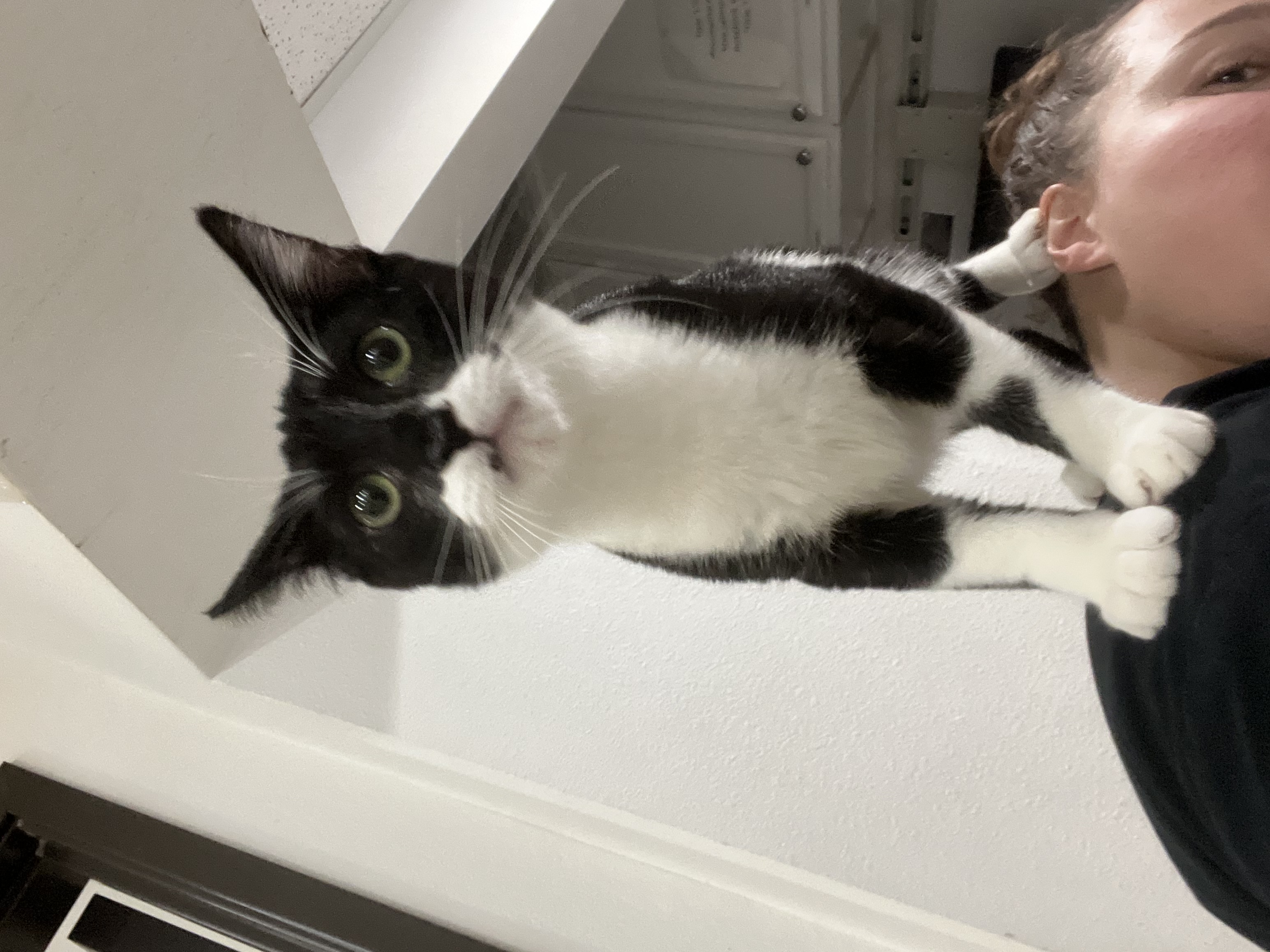 Bane, a Adoptable Domestic Short Hair in Santa Ana, CA image 3/6