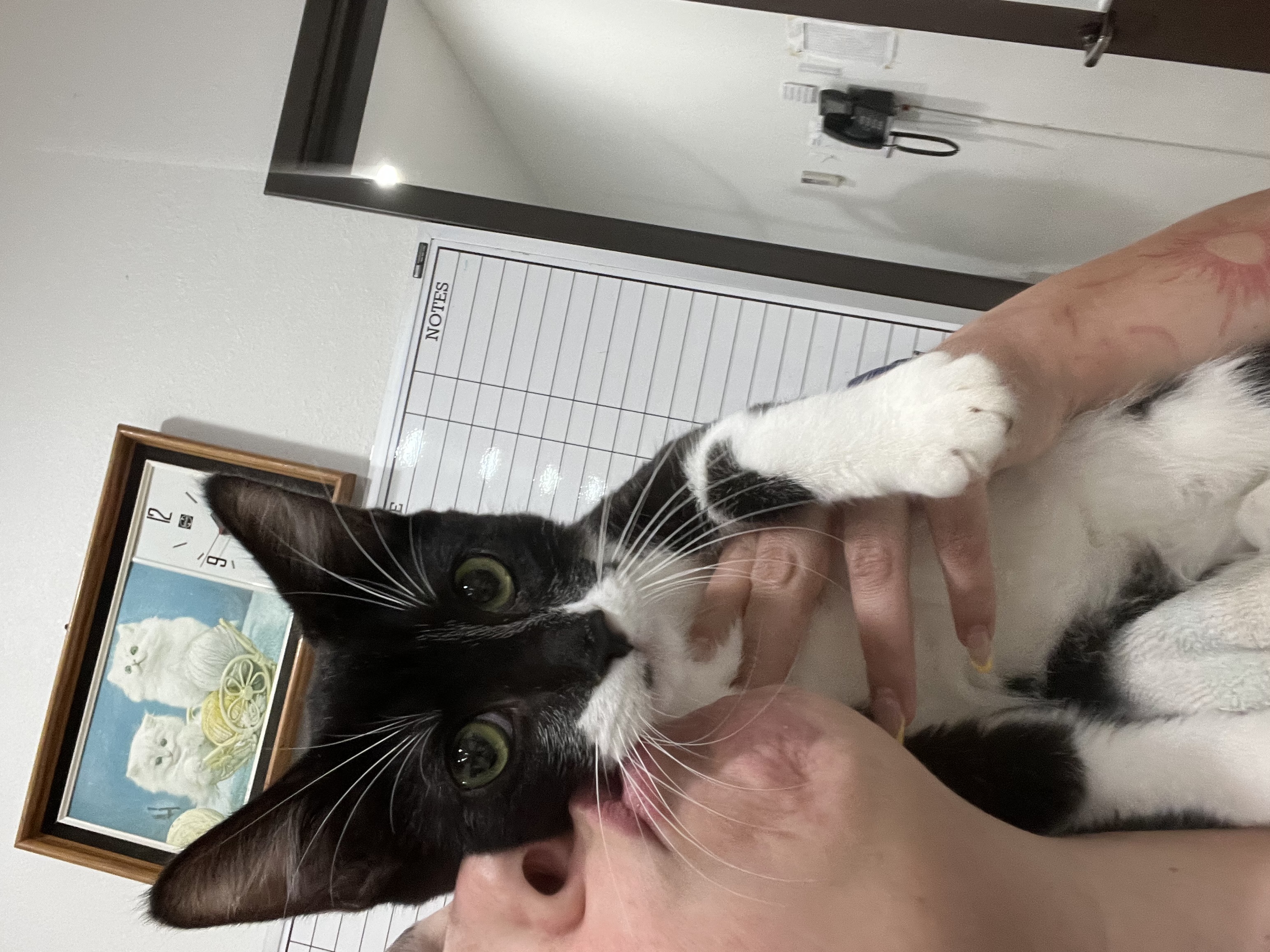 Bane, a Adoptable Domestic Short Hair in Santa Ana, CA image 4/6