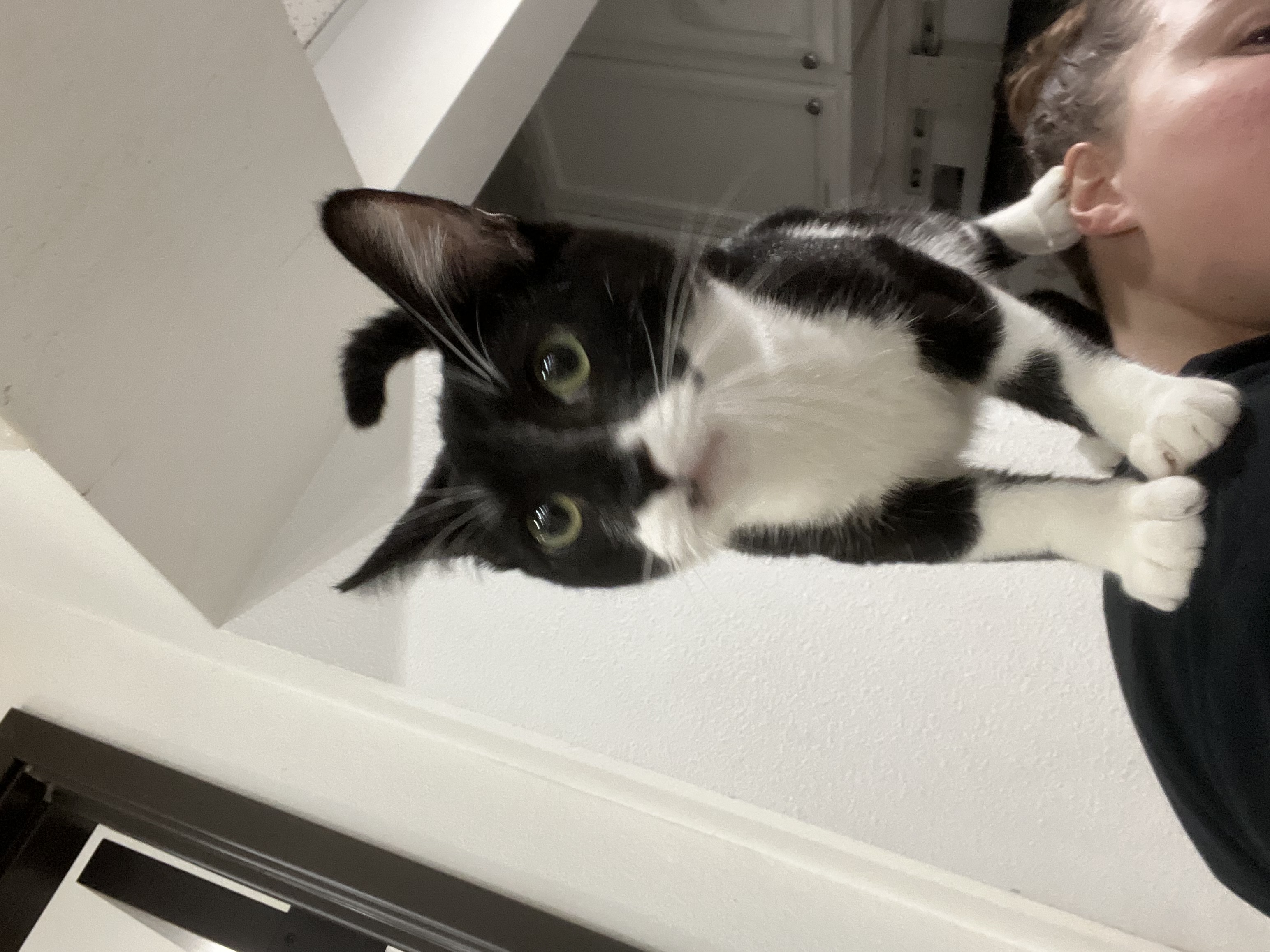 Bane, a Adoptable Domestic Short Hair in Santa Ana, CA image 5/6